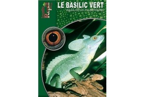 Le Basilic vert - Basiliscus plumifrons Guide Reptilmag